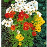 Nemesia strumosa mix