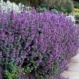 Nepeta mussini-Catmint - Img 3
