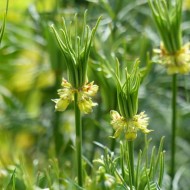 Nigella Orientalis Transformer