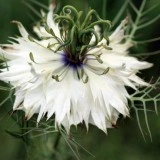 Nigella Sativa-Negrilica - Img 2