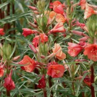 Oenothera Versicolor Sunset Boulevard