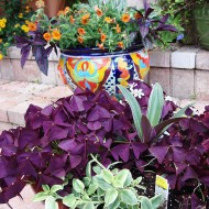 Oxalis Triangularis
