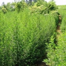 Pelinita-Artemisia Annua - Img 4