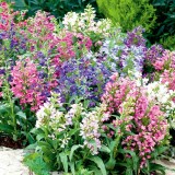 Penstemon mix