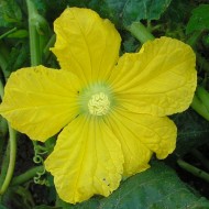 Pepene galben de iarna Wax Gourd