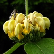 Phlomis russeliana-Ierusalim Salvie - Img 6