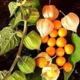 Physalis peruviana-Golden Berry - Img 1