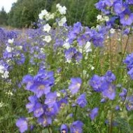 Polemonium Caeruleum-Jacob's Ladder Blue