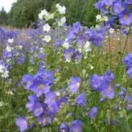 Polemonium Caeruleum-Jacob's Ladder Blue - Img 4