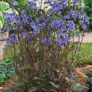 Polemonium Yezoense Purple Rain Strain - Img 2