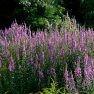 Rachitan-Lithrum Salicaria