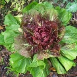 Radicchio-Cicoare rosie - Img 2