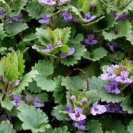 Rotunjoara-Glechoma Hederacea - Img 3