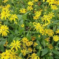 Rudbeckia Hirta Irish Eyes