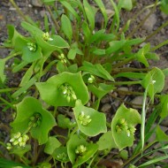 Salata minerului-Claytonia Perfoliata