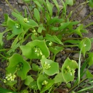 Salata minerului-Claytonia Perfoliata - Img 2