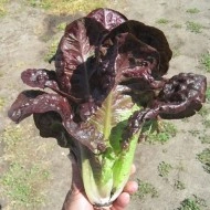 Salata verde Red Romaine-Red Cos Lettuce - Img 3