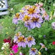 Salpiglossis sinuata mix