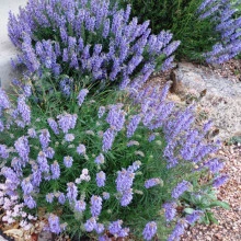 Salvia Jurisicii