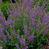 ﻿Salvia Miltiorrhiza-Red Sage
