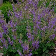 Salvia Miltiorrhiza-Red Sage - Img 2