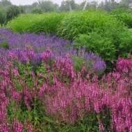 Salvia Nemorosa Rose Queen - Img 2