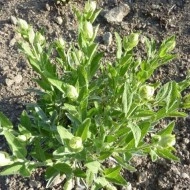 Salvia Off.Albiflora - Img 4
