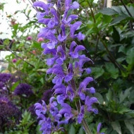 Salvia Transilvanica