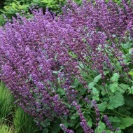 Salvia Verticillata Purple Rain - Img 3