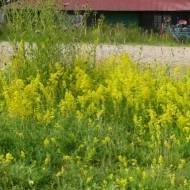 Sanziene galbene-Galium verum - Img 3