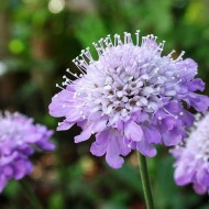 Scabiosa atropurpurea mix