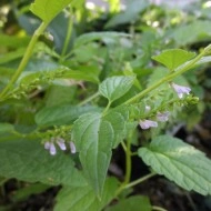 Scutellaria lateriflora-Gura lupului - Img 4