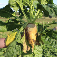 Sfecla furajera-Beta vulgaris