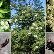 Soc-Sambucus nigra - Img 3