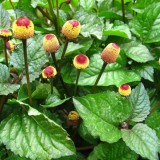 ﻿Spilanthes Acmella