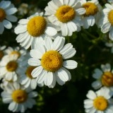 Spilcuta-Tanacetum parthenium