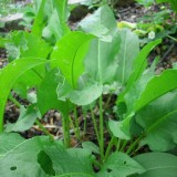 Stevia-Rumex patientia