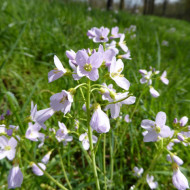 Stupitul Cucului-Cardamine Pratensis