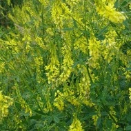 Sulfina-Melilotus officinalis - Img 4