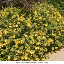Sunatoare decorativa-Hypericum Monserianum - Img 5