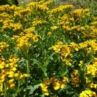 Tarhon Mexican-Tagetes Lucida - Img 6