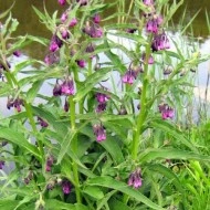 Tataneasa-Symphytum officinale - Img 4