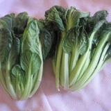 Tatsoi green