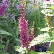 Teucrium hyrcanicum Purple Tails - Img 2