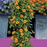 Thunbergia alata mix-Suzana cu ochi negrii - Img 5