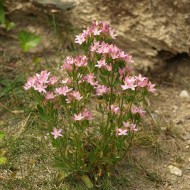 Tintaura-Centaurium erythraea