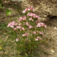 Tintaura-Centaurium erythraea - Img 5