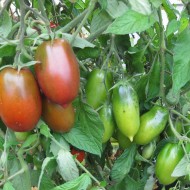 Tomate Black Icicle