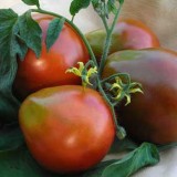 Tomate Black Truffle