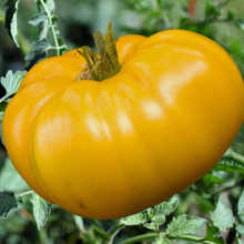 Tomate Brandywine Yellow